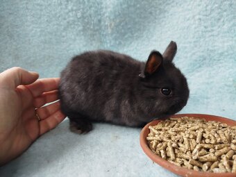 Zakrslý králik - 3