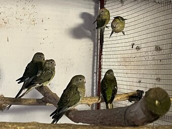 Papagaje spevave - 3