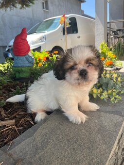 shi-tzu - 3