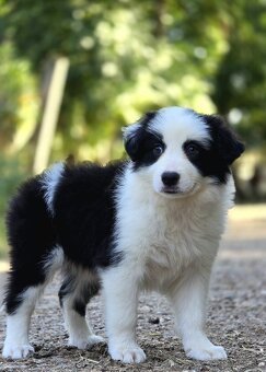 Border Collie, kolia - 3