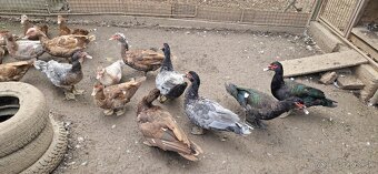 Kačica pižmová (čínske) - 3