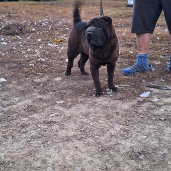 Šarpej,sharpei,shar pei,sarpej - 3