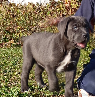 Cane Corso - 3