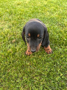 jazvečík krátkosrsty - 3