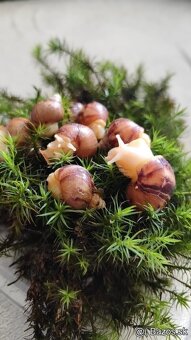 Africké slimáky - Achatina - 3