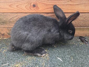 Predám králika - 3