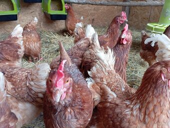 Násadové vajíčka - 3