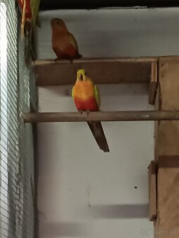 Papagaj kralovsky  žlty - 3