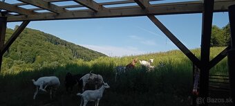 Predam alebo Vymením Stádo Koz - 3
