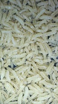 Springtails - 3