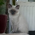 Ragdoll mačiatka s PP - 3