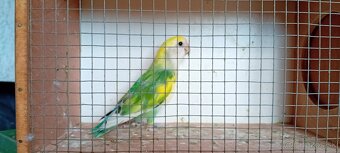 Predám Agapornisa - 3