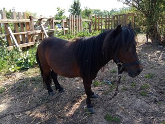 Rýchli predaj mini ponik 5r iba 350€ - 3