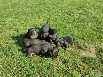 Trpasličí jazvečík hladkosrstý - 3