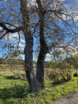 Predám 2 orechové kmene - 3