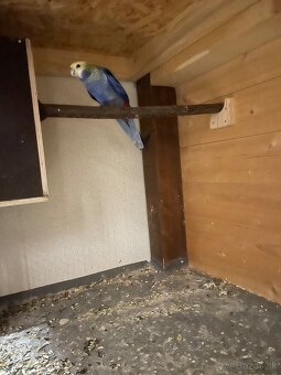 Rosela žlutohlava - 3