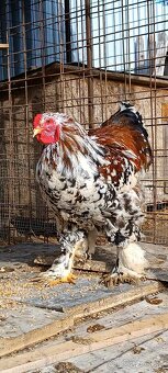 Brahmanka Pocelán - 3