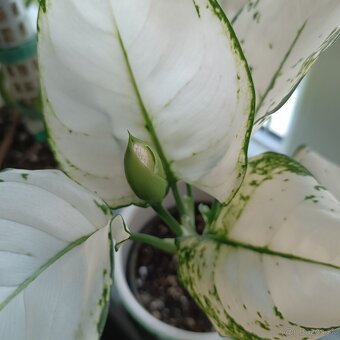 Aglaonema White Joy - 3