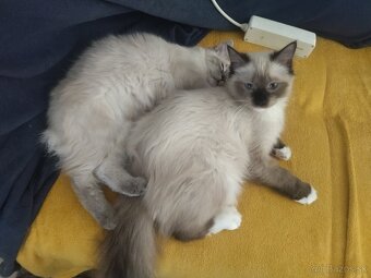 Ragdoll bez PP - 3