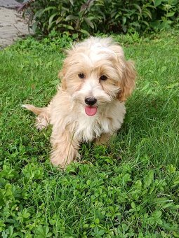 Maltipoo - 3