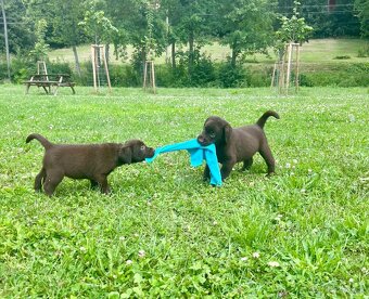 Labradorský retriever čokoláda - štěňátka s Průkazem Původu - 3