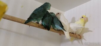 FORPUS - Papagaj sedokridly - 3