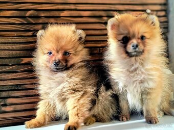 Oranžový špic- Typ Pomeranian - 3