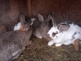 Kraliky k predaju - 3