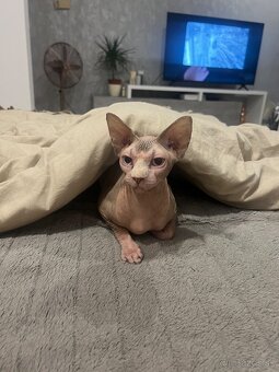 Mačička sphynx - 3