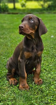 Doberman s PP - šteniatka - 3