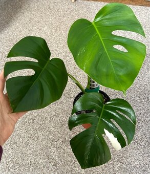 Monstera (revert) albo variegata - 3