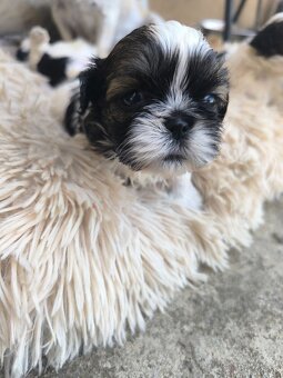 Predám šteniatka Shi-tzu ši-cu šicu shihtzu - 3