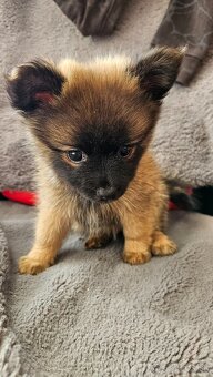 Pomeranian - 3