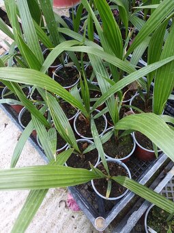 Washingtonia Robusta - 3