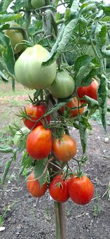 Paprika bio,paradajky bio,baranie rohy,Alma paprika - 3