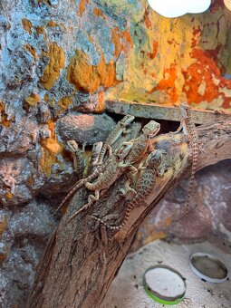 Agamy bradate (Pogona vitticeps) Mláďatá - 3