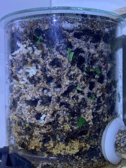 Acromyrmex lundii-Listorezné mravce - 3