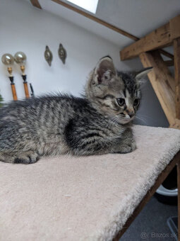 maly tigrik Imro - 3