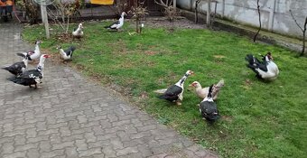 Čínske kačice - 3