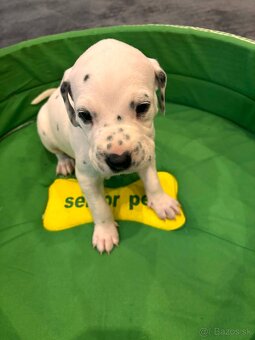 DALMATIN šteniatká - 3