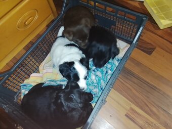 Darujem krásne šteniatka - 3