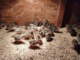 Japonské prepelice - 3