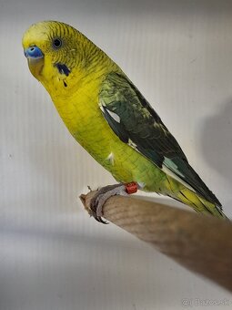 Blackwing andulky - 3