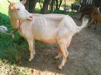 predám bezrohého capka - 3