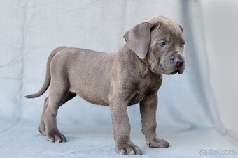 Cane corso s PP - 3