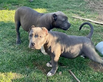 American Bully s PP - 3