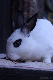 Zakrslé králiky - 3