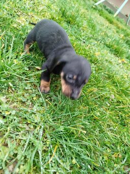 Šteniatka jazvečíka - 3