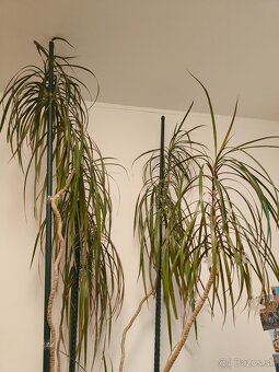 Predam krasnu vysoku Dracenu - 3