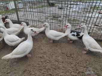 Pižmové kačice. - 3